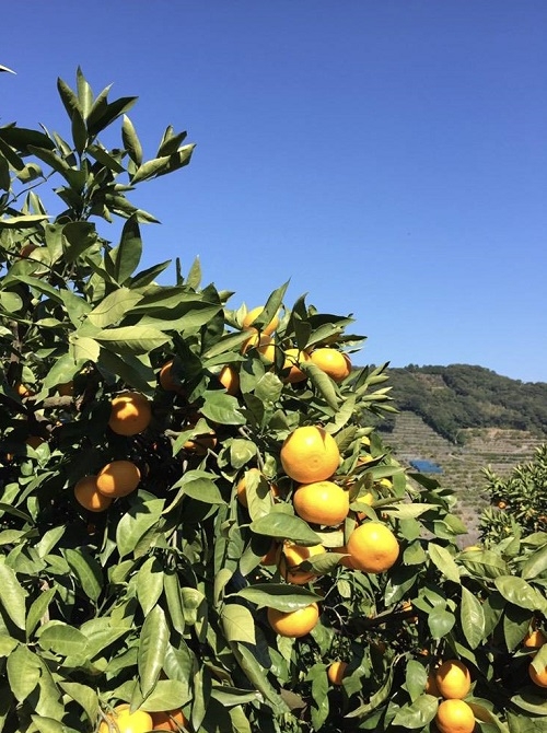 みかん | 時を楽しむ時津町［長崎県時津町 公式観光サイト］