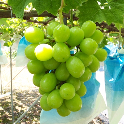葡萄の壺 巨峰・シャインマスカット | 時を楽しむ時津町［長崎県時津町 公式観光